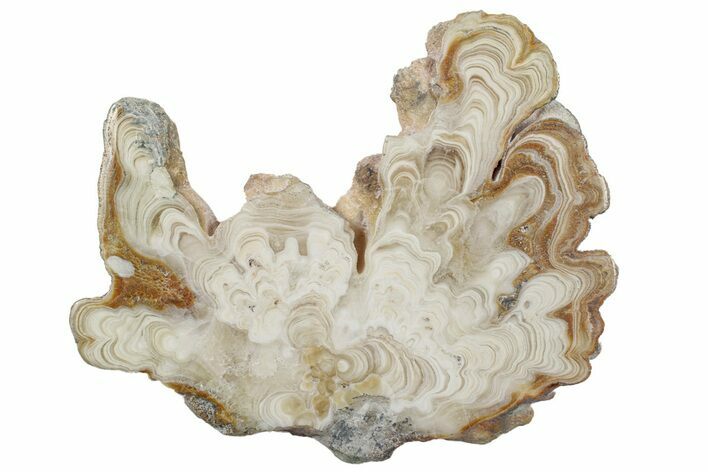 Polished Aragonite Stalactite Slice - Morocco #255361